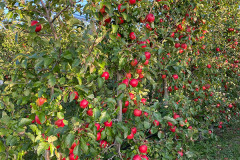 obstbau_plemenschits_aepfel_vor_der_ernte