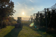 obstbau_plemenschits_sonnenuntergang