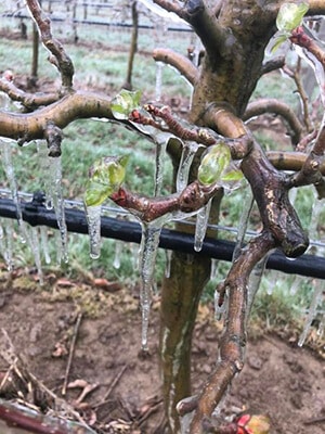 Frost im Obstgarten