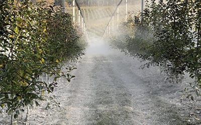 Herbst-Winter-Arbeit im Obstgarten