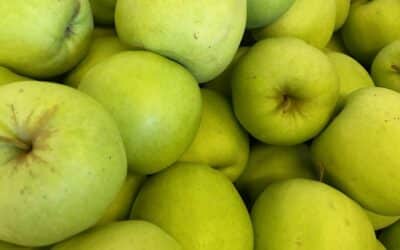 Golden Delicious Ernte voll im Gange